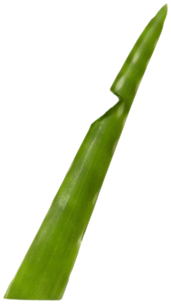 אלוורה