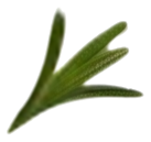 נענע