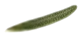 רוזמרין