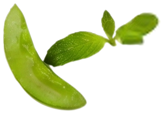 אלוורה