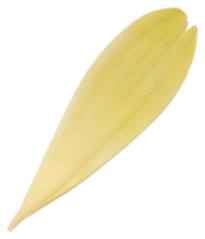 עלה