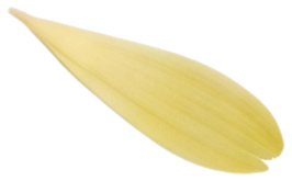 עלה